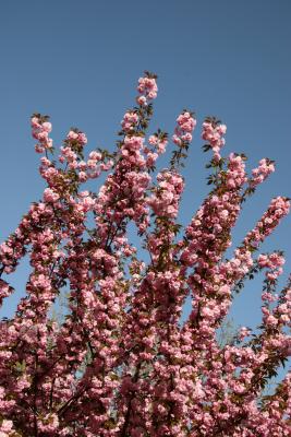 Cherry Tree Blossoms