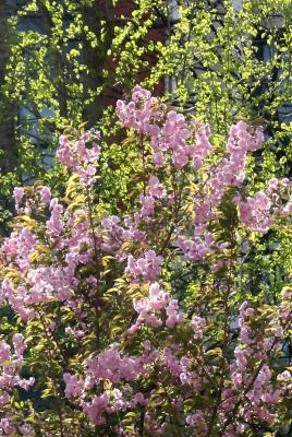 Cherry Tree Blossoms & New Ginkgo Tree Foliage