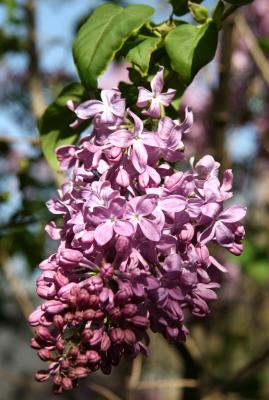 Lilacs