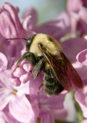 Bee in Lilac Blossoms