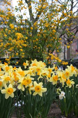 Kerria Bush & Daffodils