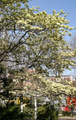 Dogwood Tree