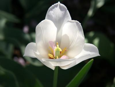 White Tulip with a Cherry Blossom Petal