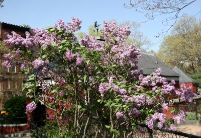 Lilac Bush