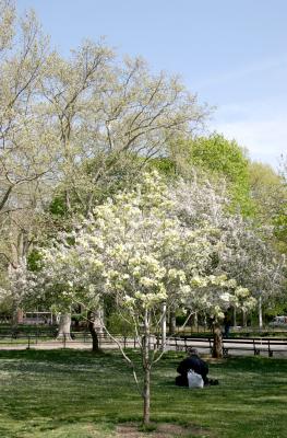 Resting under a Dogwood Tree