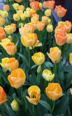Tulips - NYU Street Planter Box
