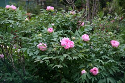 Tree Peonies