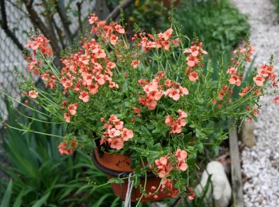 Diascia