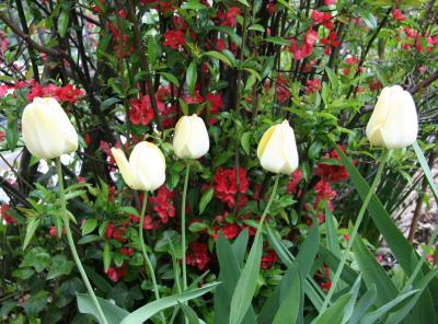 Tulips & Quince