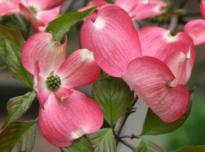 Coral Dogwood Blossoms