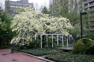 Dogwood  Tree Blossoms