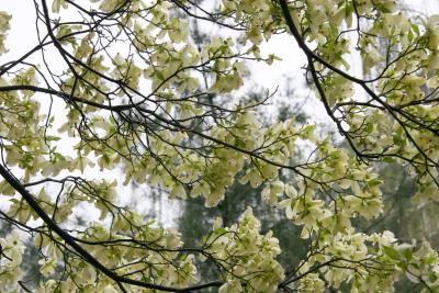 Dogwood  Tree Blossoms