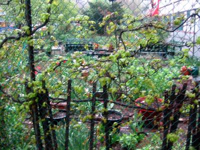 Garden View - Rainy Day