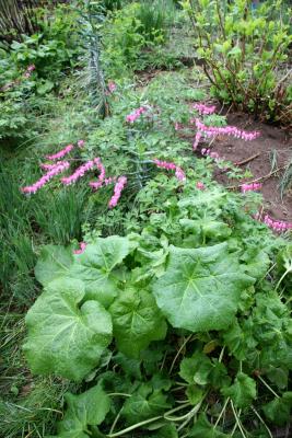 Dicentra & Hollyhock Foliage