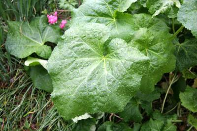 Hollyhock Foliage