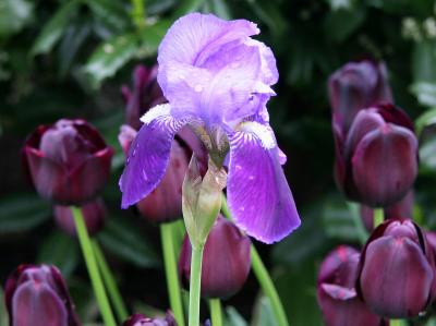 Iris & Tulips