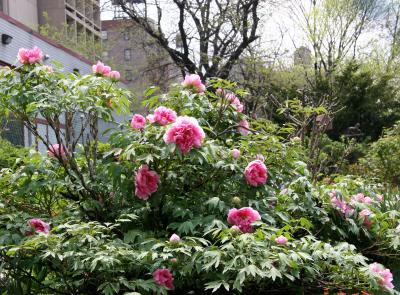 Pink Peonies