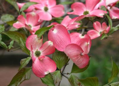 Dogwood