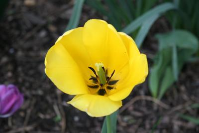 Tulip