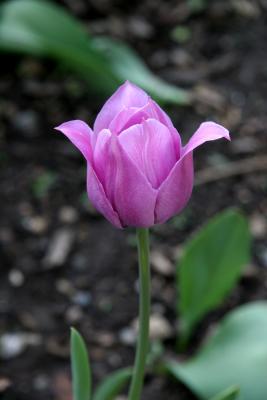 Tulip