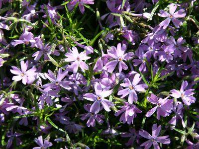 Phlox