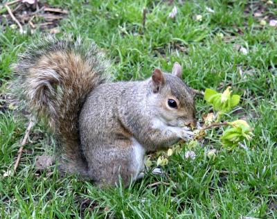 Squirrel Dining on Elm Tree Seeds