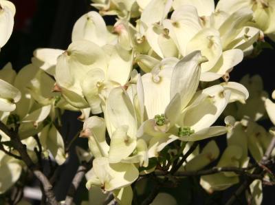 Dogwood  Tree Blossoms