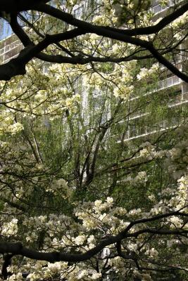 Dogwood  Tree Blossoms