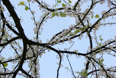 Cercis Tree Blossoms