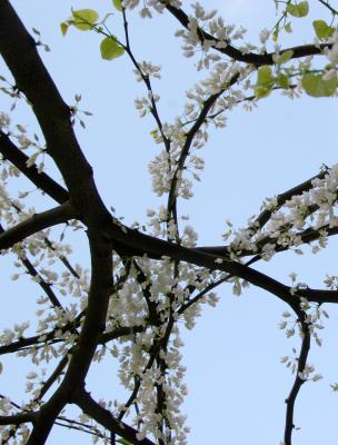 Cercis Tree Blossoms