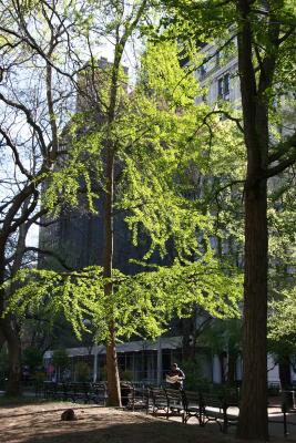 Ginkgo Tree New Foliage - Washington Square East