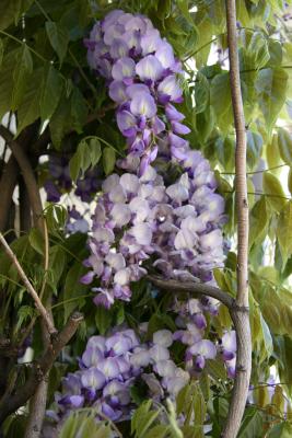 Wisteria