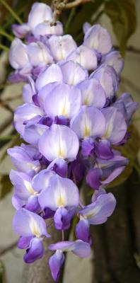 Wisteria