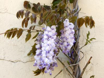 Wisteria