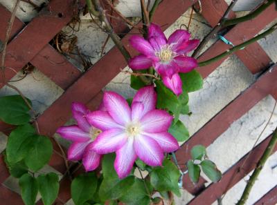 Clematis