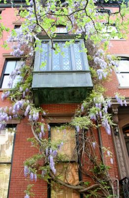 Wisteria