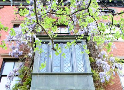 Wisteria