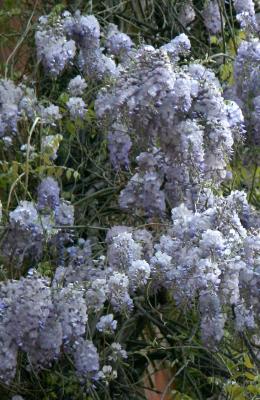 Wisteria