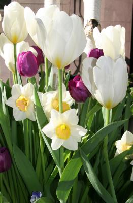Tulips