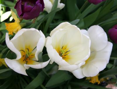 Tulips