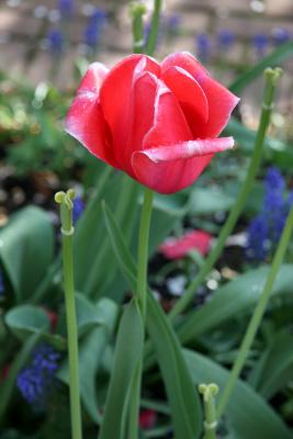 Tulip