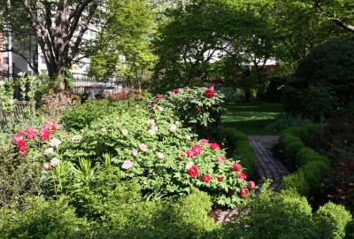 Peony Bushs & Garden View