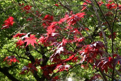 Japanese Red Leafed Maple