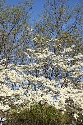 Burning Bush, Dogwood & Sycamore Trees