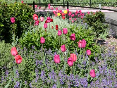 Tulips in Flower Gardens
