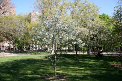 Park View with a Dogwood Tree