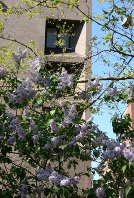 Lilacs & NYU Middle Eastern Studies Building