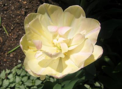 Tulip