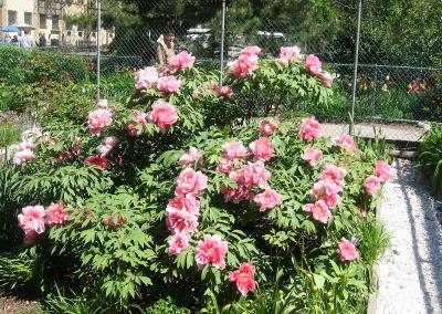 Garden Path - Peony Bush