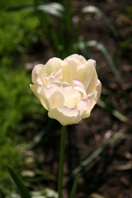 Tulip